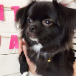 モグちゃんアイキャッチ