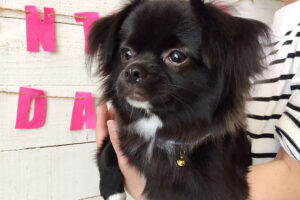 モグちゃんアイキャッチ