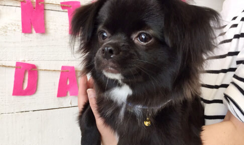 モグちゃんアイキャッチ