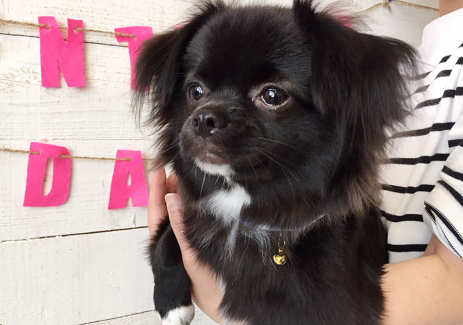 モグちゃんアイキャッチ