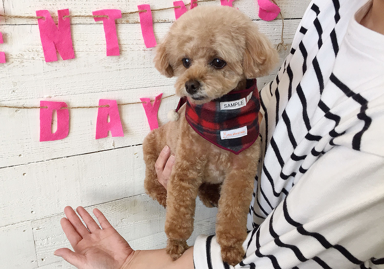 小夏ちゃんアイキャッチ