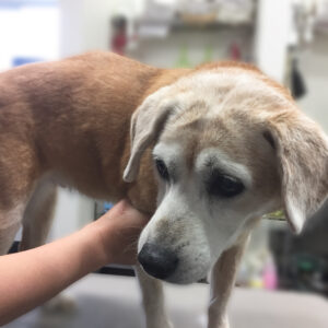 よろしくミックス