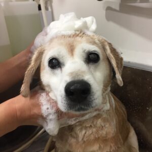 シャンプーミックス