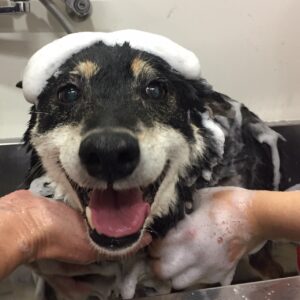 シャンプーしば