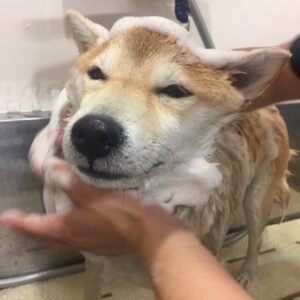 シャンプーしば