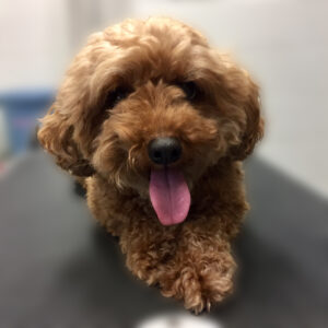 よろしくトイプー