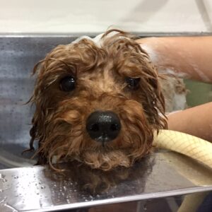 シャンプートイプー