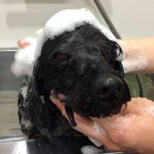 シャンプートイプー