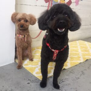 仕上がりトイプー