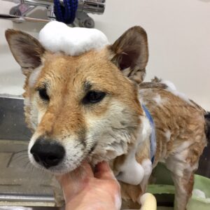 シャンプーしば