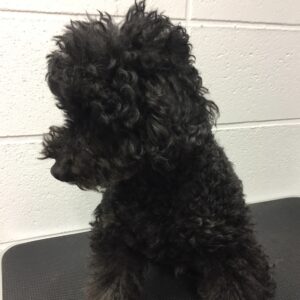 よろしくトイプー