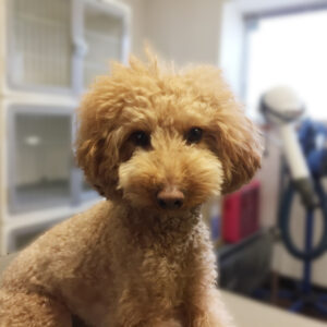 よろしくトイプー