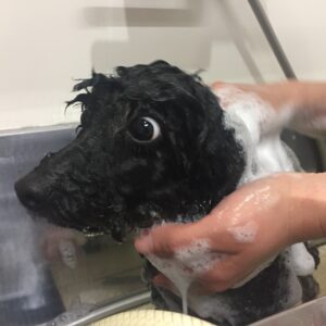 シャンプートイプー