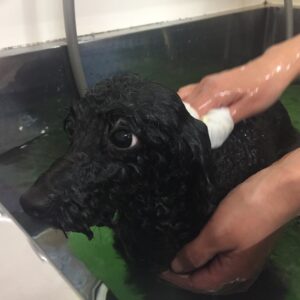 お風呂トイプー