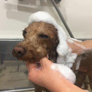 シャンプートイプー