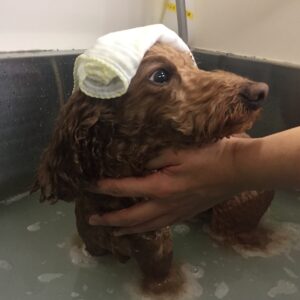 お風呂トイプー