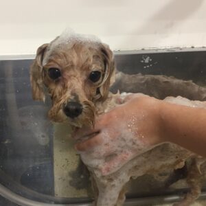 シャンプーミックス