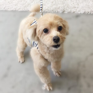 仕上がりミックス