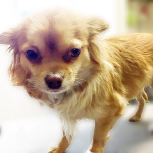 よろしくチワワ