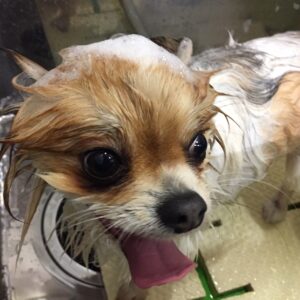 シャンプーミックス