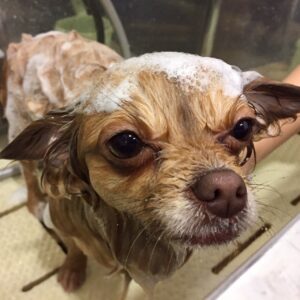 シャンプーチワワ