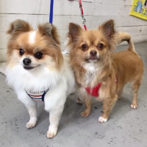 仕上がりミックス&チワワ