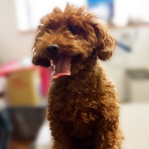 よろしくトイプー