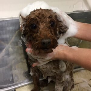 シャンプートイプー