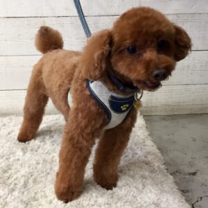 仕上がりトイプー