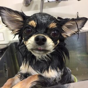 シャンプーチワワ
