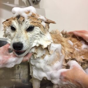 シャンプーしば