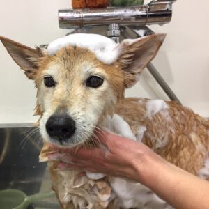 シャンプーミックス