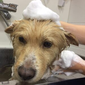 シャンプーミックス