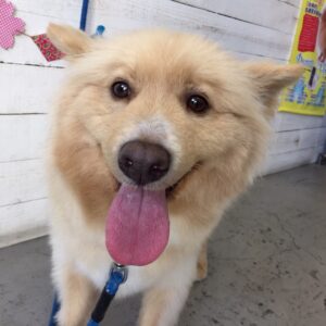 仕上がりミックス