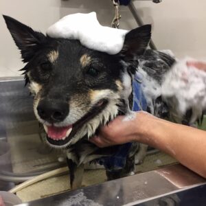 シャンプーしば