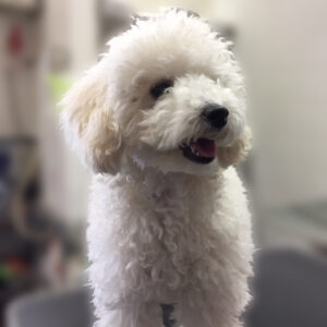 よろしくトイプー