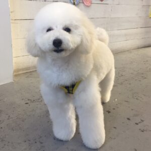 仕上がりトイプー