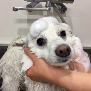 シャンプースピッツ