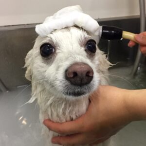 お風呂スピッツ