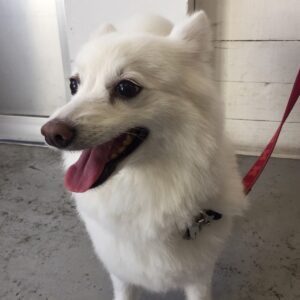 仕上がりスピッツ