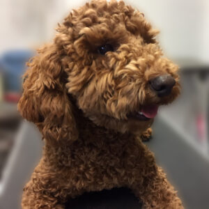 よろしくトイプー