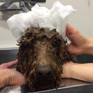 シャンプートイプー