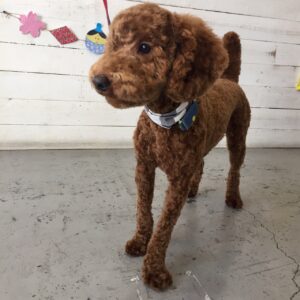 仕上がりトイプー