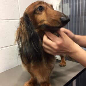 よろしくダックス