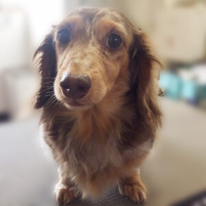 よろしくダックス