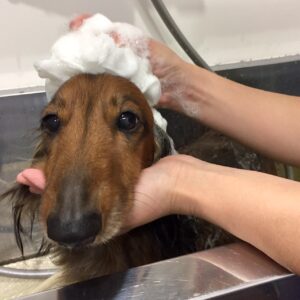 シャンプーダックス