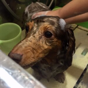 シャンプーダックス