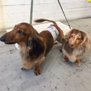 仕上がりダックス