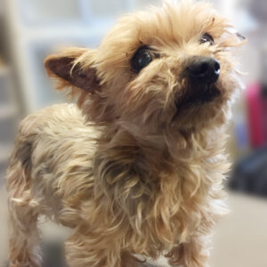 よろしくヨーキー