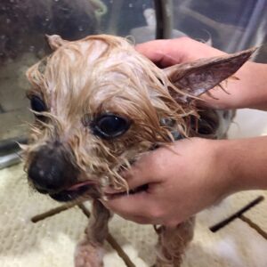 シャンプーヨーキー